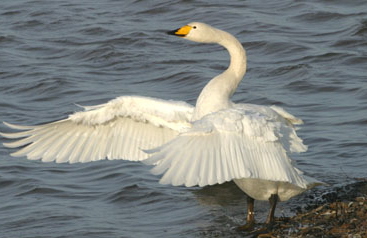 WhooperSwan