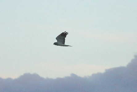 1Hen Harrier