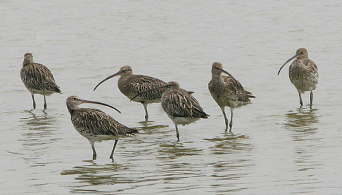 curlews