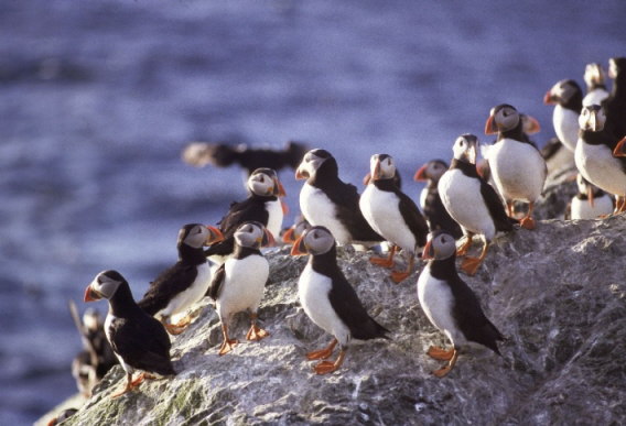 Puffins